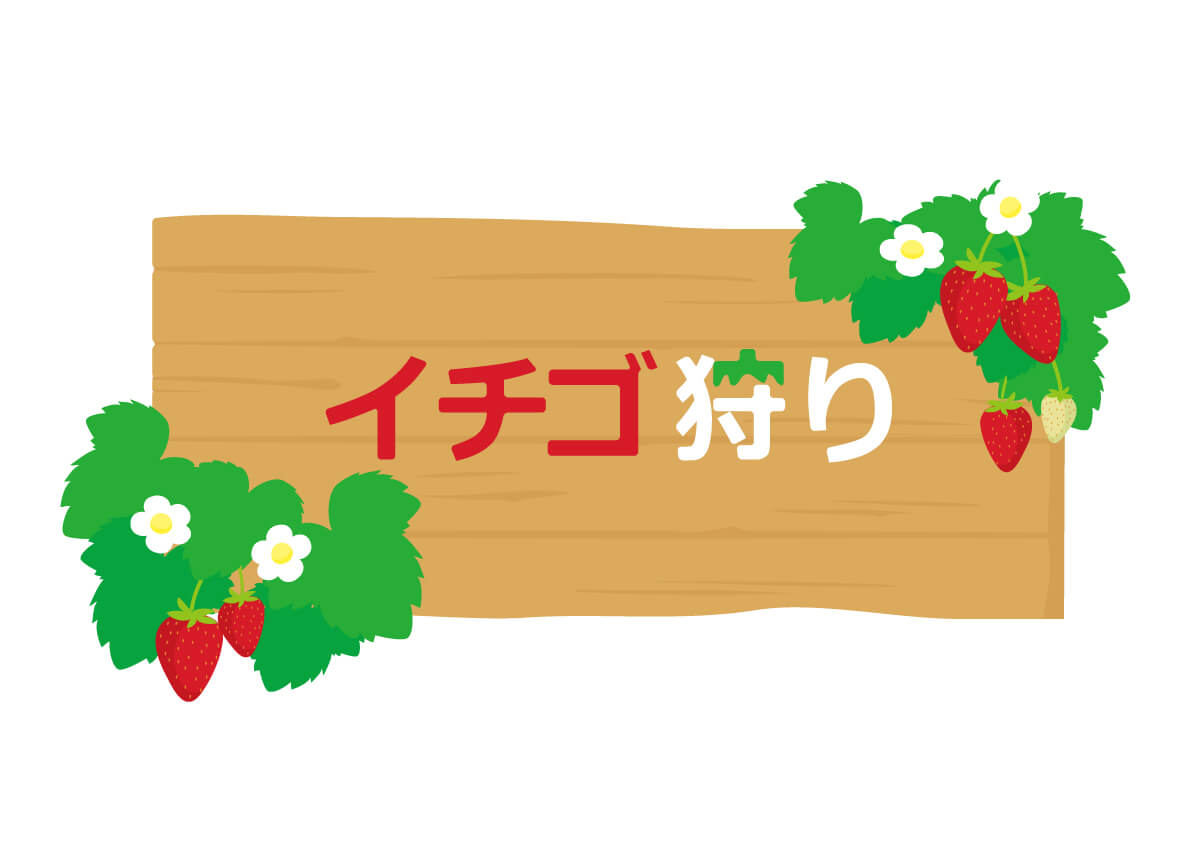 いちご狩りで時間無制限の茨城おすすめスポット！よつぼしも食べられる！予約なし